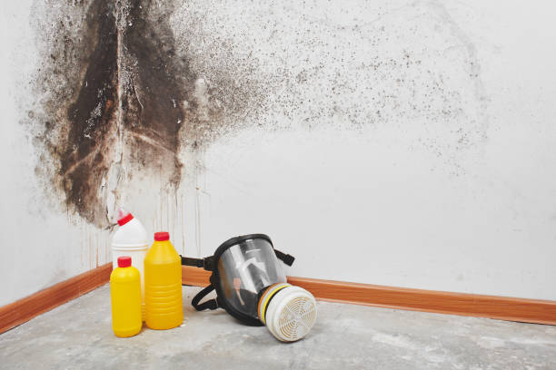 Office Mold Removal Services in Egypt, AL