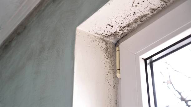 Best Certified Mold Removal  in Egypt, AL