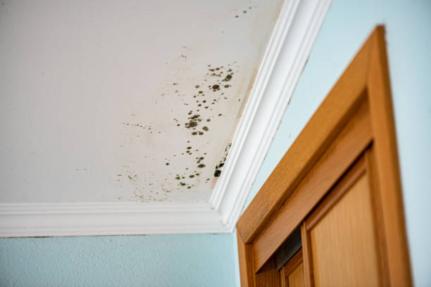 Best Black Mold Removal  in Egypt, AL