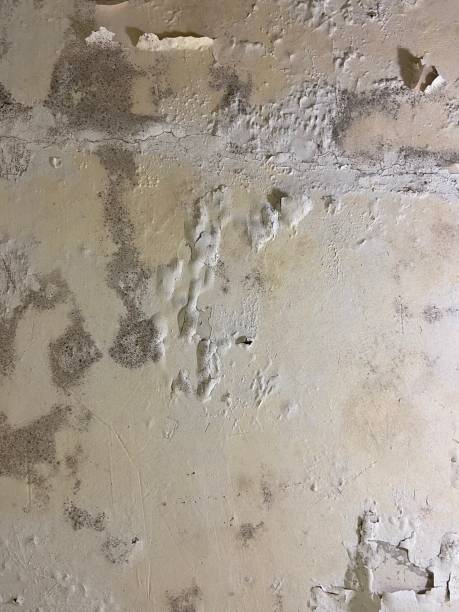 Best Commercial Mold Removal  in Egypt, AL