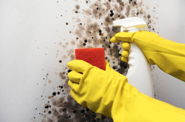 Best Mold Testing  in Egypt, AL