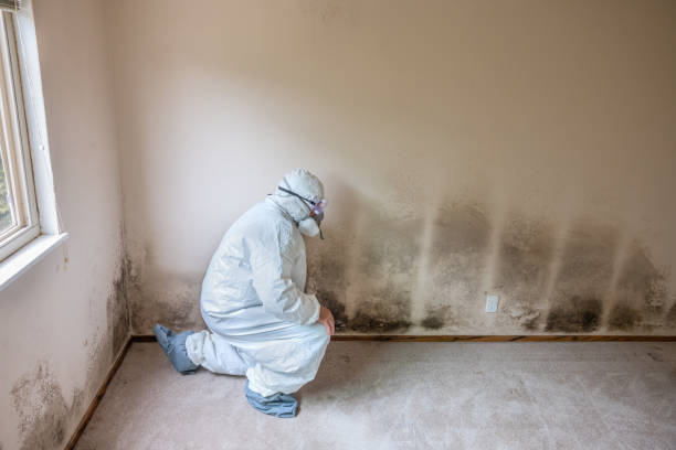 Mold Removal Process in Egypt, AL