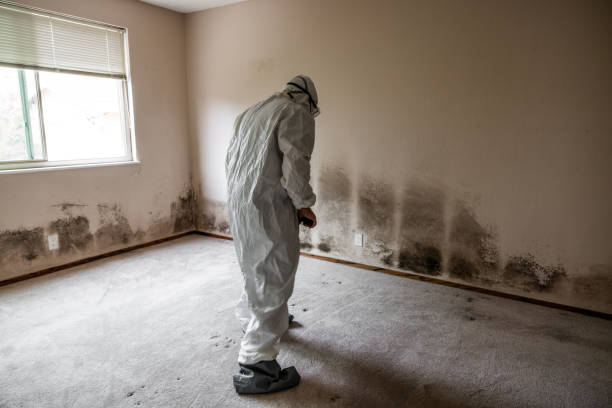 Best Mold Damage Repair  in Egypt, AL