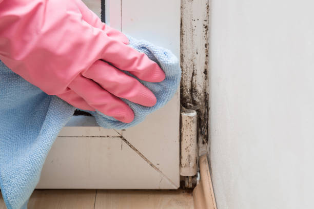 Best Mold Testing  in Egypt, AL