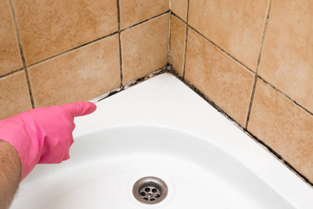 Best Toxic Mold Removal  in Egypt, AL