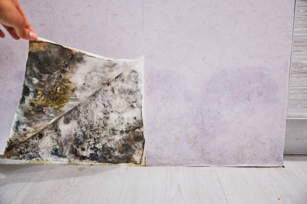 Best Local Mold Removal Service  in Egypt, AL